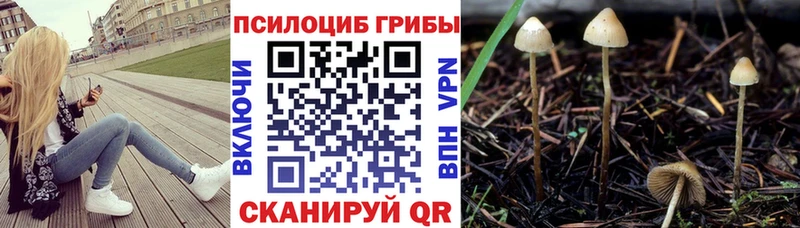 Псилоцибиновые грибы Cubensis  Ветлуга 
